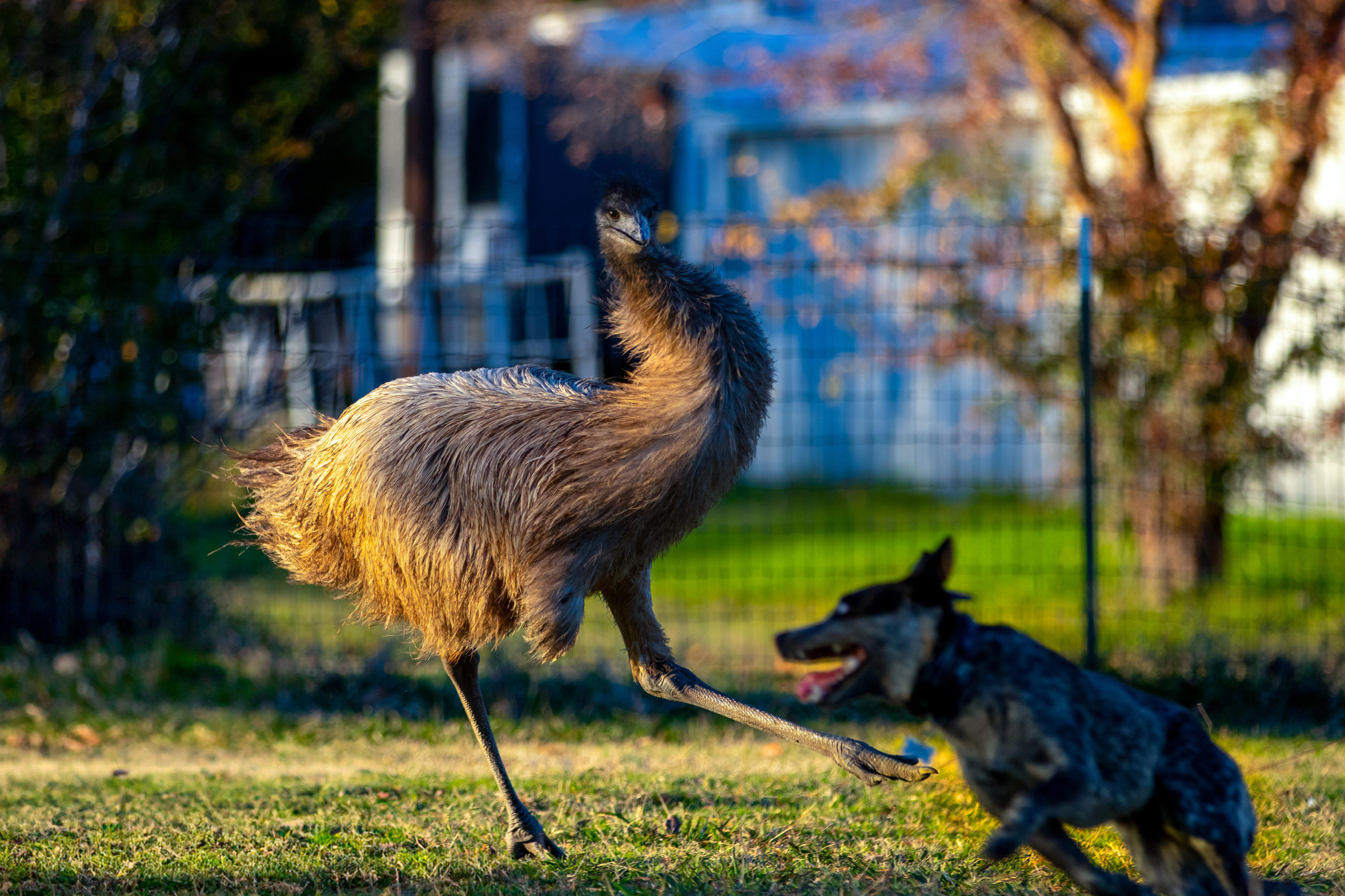 Ernie and Rocket at play