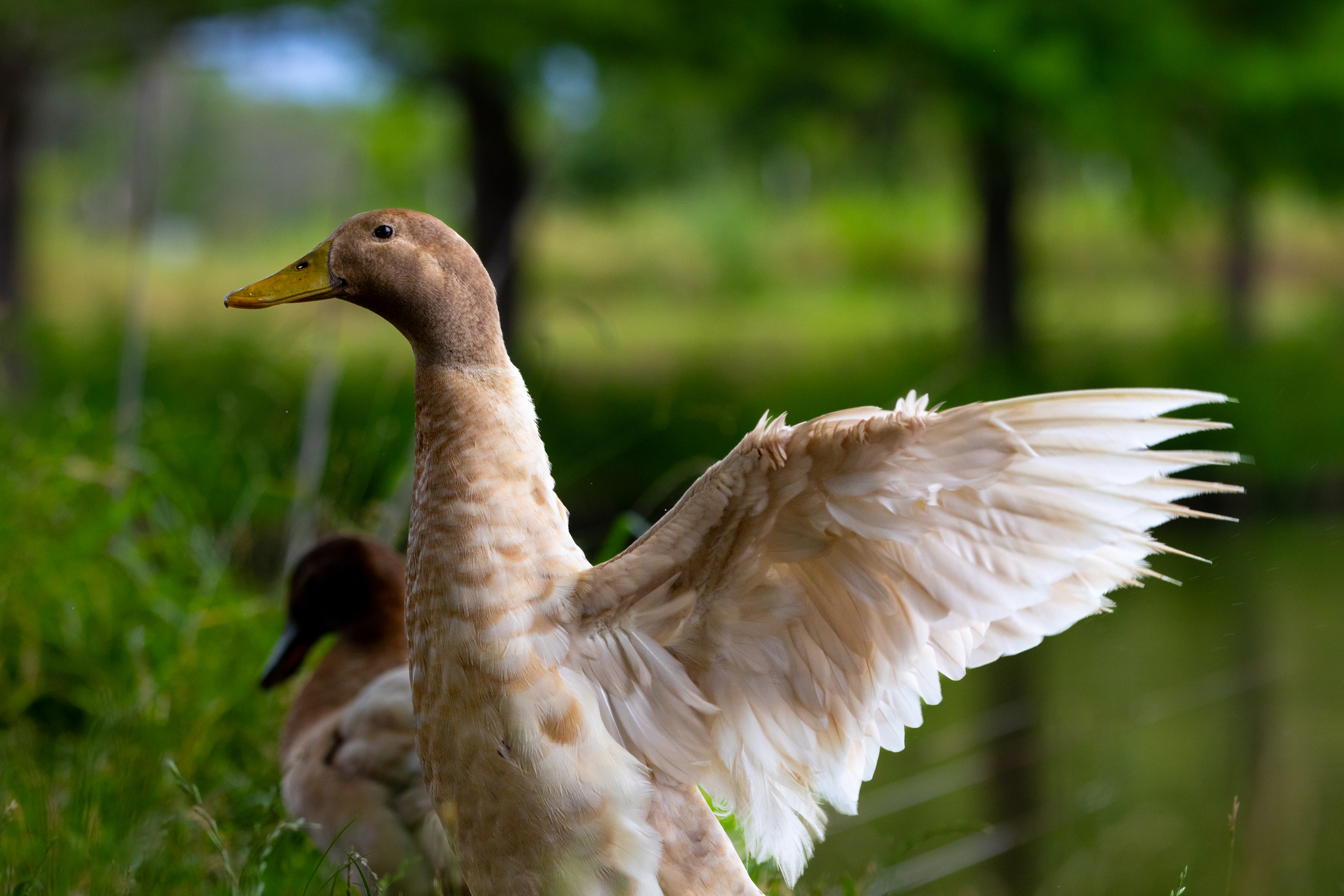 Farm photo export-3