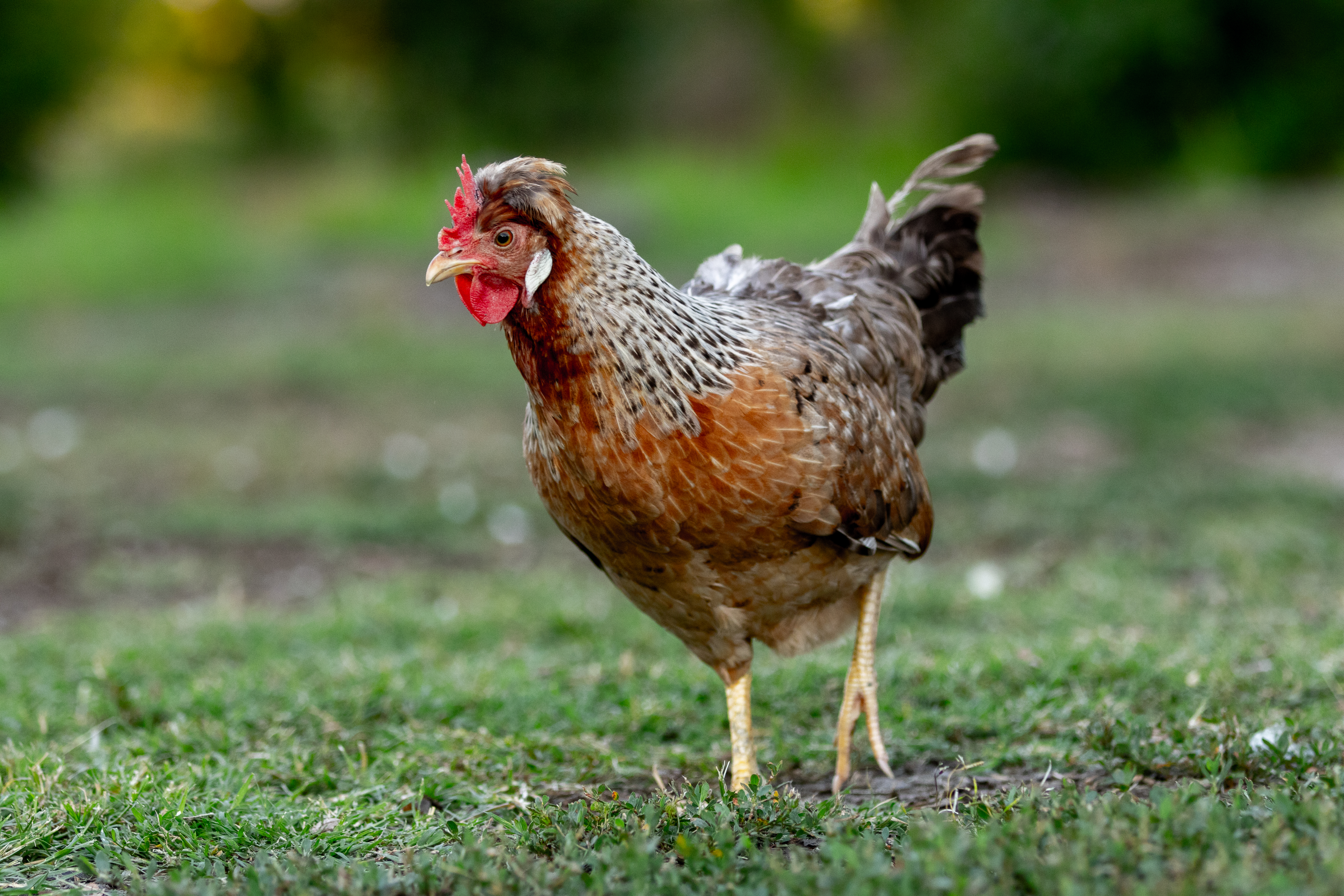Farm photo export-8(1)